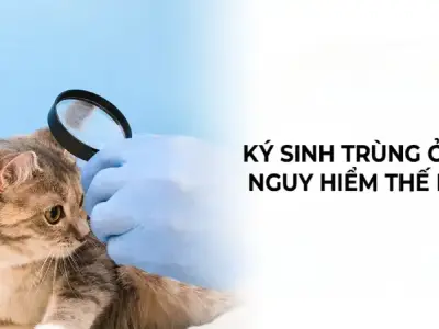 Nhiễm ký sinh trùng ruột ở mèo - Cách điều trị tại nhà