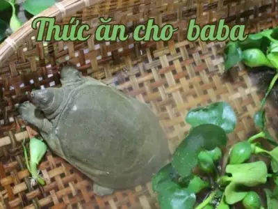 Thức ăn cho ba ba - Bí quyết chọn lựa thực phẩm tốt nhất