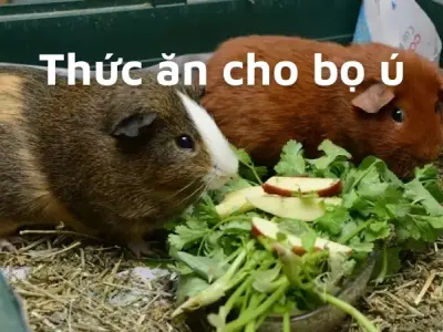 Thức ăn cho bọ ú - Bí quyết chăm sóc bọ ú khỏe mạnh