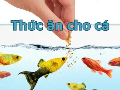 Mẹo chọn thức ăn cho cá cảnh đúng cách giúp cá phát triển tốt
