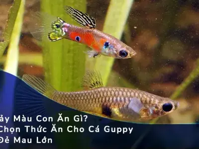 Top 10 loại thức ăn giúp cá 7 màu lên màu đẹp và khỏe mạnh