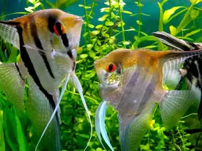 Cách chọn mua thức ăn cho cá Ông Tiên đảm bảo chất lượng