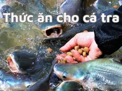 Tìm hiểu giá thức ăn cho cá tra và cách chọn loại phù hợp