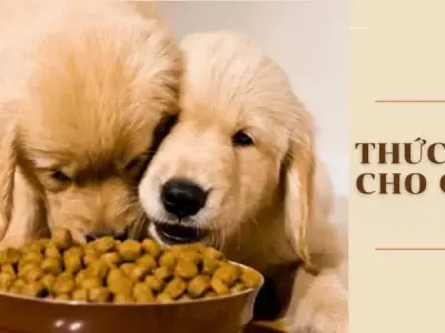 Thức ăn cho chó -  Bí quyết giúp chó phát triển khỏe mạnh