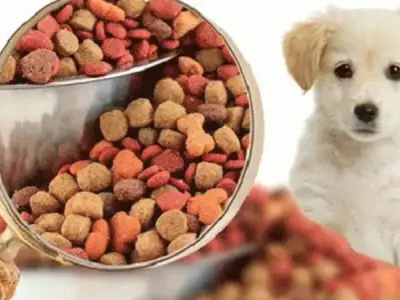 Thức ăn cho chó con - Bí quyết giúp chó phát triển toàn diện