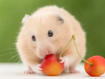 Chuột Hamster ăn gì? Cách chọn thức ăn cho chuột Hamster