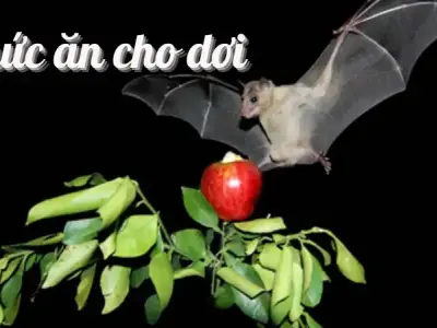 Thức ăn cho dơi - Những bí mật về loài động vật bay đêm này