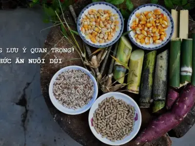 Kinh nghiệm chọn thức ăn cho dúi phát triển khỏe mạnh