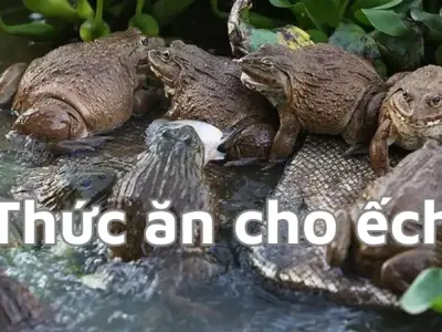 Hướng dẫn chọn thức ăn cho ếch đảm bảo dinh dưỡng và an toàn