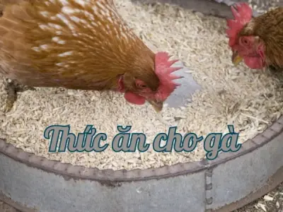 Các loại thức ăn cho gà giúp phát triển nhanh và khỏe mạnh