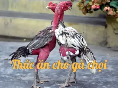 Thức ăn cho gà chọi - Công thức dinh dưỡng tối ưu cho gà