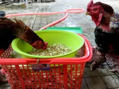 Hướng dẫn chọn thức ăn cho gà Đông Tảo tăng trưởng nhanh