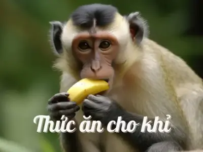 Thức ăn cho khỉ - Những sai lầm cần tránh khi nuôi khỉ