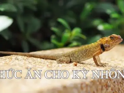 Những lưu ý quan trọng khi chọn thức ăn cho kỳ nhông