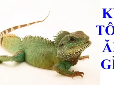 Thức ăn cho Kỳ tôm giúp cải thiện sức khỏe và màu sắc