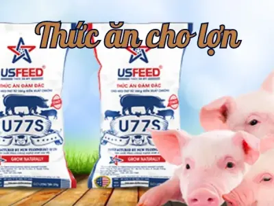 Hướng dẫn chọn thức ăn cho lợn giúp tăng trọng nhanh