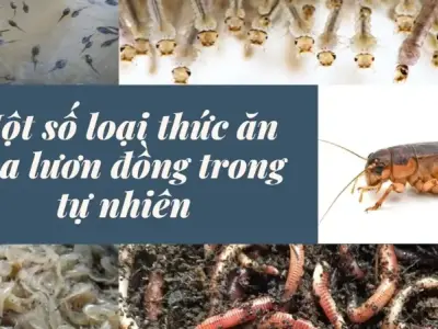 Bí quyết chọn thức ăn cho lươn giúp tăng trưởng vượt trội
