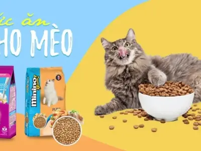 Hướng dẫn chọn thức ăn cho mèo theo độ tuổi và sức khỏe