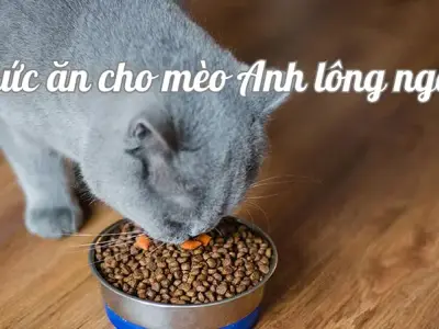 Bí quyết chọn thức ăn cho mèo Anh lông ngắn đảm bảo sức khỏe