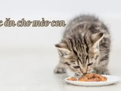 Thức ăn cho mèo con nên chọn loại nào? Hướng dẫn chi tiết