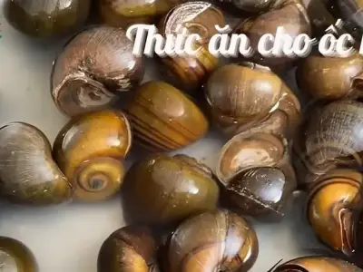Lưu ý khi chọn thức ăn cho ốc mít để đạt hiệu quả kinh tế