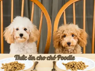 Hướng dẫn chọn thức ăn cho chó Poodle theo từng độ tuổi