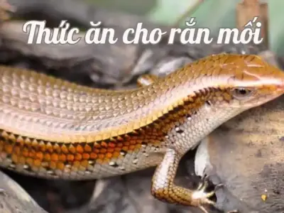 Cách chọn thức ăn cho rắn mối theo giai đoạn phát triển