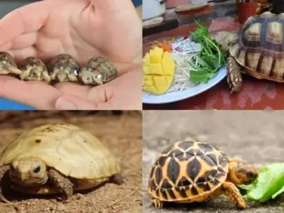 Hướng dẫn chọn thức ăn cho rùa phù hợp ở mọi lứa tuổi