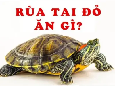 Thức ăn cho rùa tai đỏ - Cách chọn và cách cho ăn đúng cách