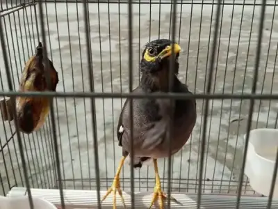 Những lưu ý quan trọng khi chọn thức ăn cho sáo tại nhà