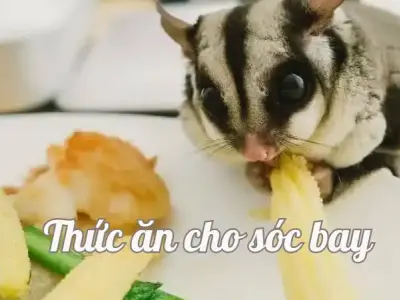 Thức ăn cho sóc bay - Cách lựa chọn và bảo quản thực phẩm