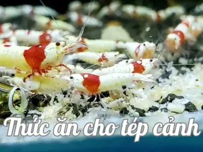 Tép cảnh ăn gì? Lựa chọn thức ăn cho tép cảnh đúng cách