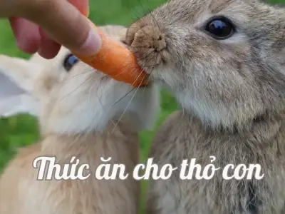 Hướng dẫn lựa chọn thức ăn cho thỏ con phát triển nhanh