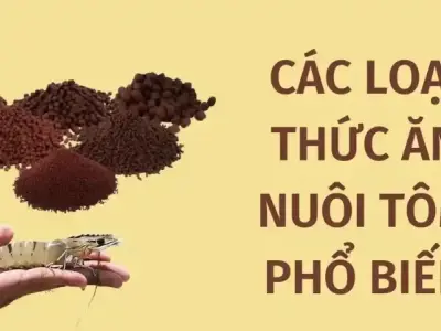 Kinh nghiệm chọn mua thức ăn cho tôm tốt nhất từ chuyên gia