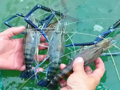 Những điều cần biết khi chọn thức ăn cho tôm càng xanh