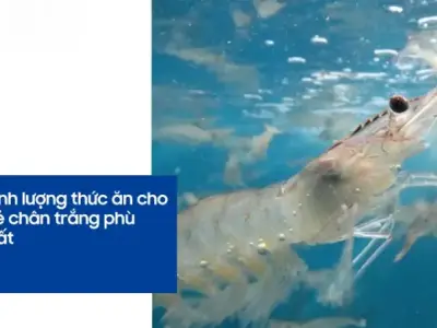 Top 5 loại thức ăn tự nhiên tốt nhất cho tôm thẻ chân trắng