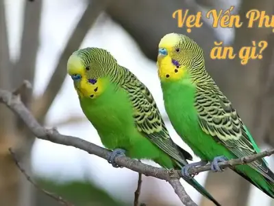Cách lựa chọn thức ăn cho vẹt yến phụng an toàn và hiệu quả