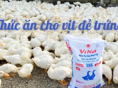 Những yếu tố quan trọng khi chọn thức ăn cho vịt đẻ trứng