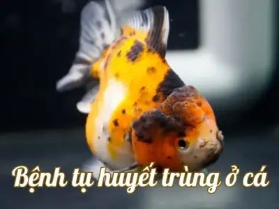 Bệnh tụ huyết trùng ở cá - Nguyên nhân và cách điều trị