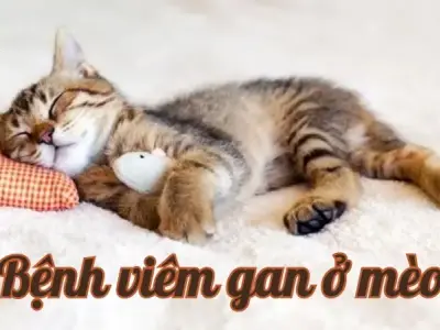 Viêm gan ở mèo - Nguyên nhân và cách điều trị hiệu quả