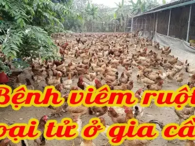 Các triệu chứng nhận biết sớm bệnh viêm ruột hoại tử ở gà