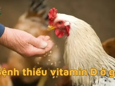 Tại sao gà cần vitamin D? Tìm hiểu bệnh thiếu vitamin d ở gà