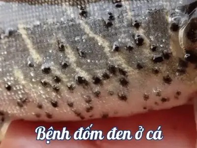 Bệnh đốm đen ở cá - Cách ngăn ngừa và xử lý hiệu quả