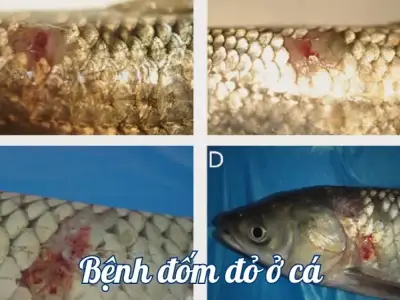 Tất cả những điều bạn cần biết về bệnh đốm đỏ ở cá nuôi
