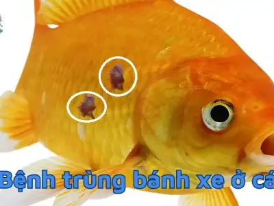 Bệnh trùng bánh xe ở cá - Những điều người nuôi cần biết