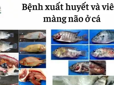Triệu chứng bệnh viêm màng não ở cá và cách xử lý nhanh chóng