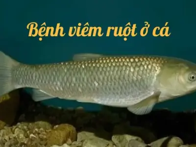 Bệnh viêm ruột trên cá là gì? Triệu chứng và cách khắc phục