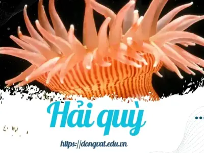 Những điều thú vị về hải quỳ - Bí ẩn của đại dương