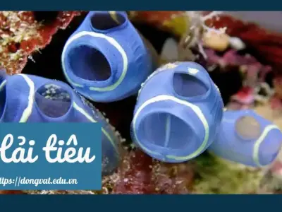 Hải tiêu – Sinh vật biển độc đáo và tác dụng đối với Đông y