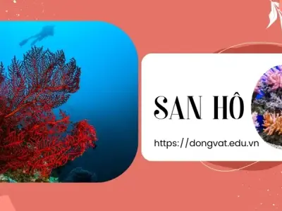 Khám phá thế giới san hô - Hệ sinh thái quan trọng của biển